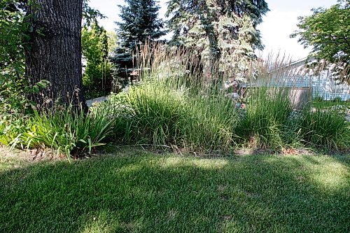 BORIS.MINKEVICH@FREEPRESS.MB.CA BORIS MINKEVICH / WINNIPEG FREE PRESS  090813 Karl Forester feather reed grass in front of garden city home.
