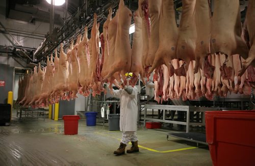 Brandon Sun Maple Leaf hog processing plant cutting floor. FOR SPECIAL FEATURE (Bruce Bumstead/Brandon Sun)