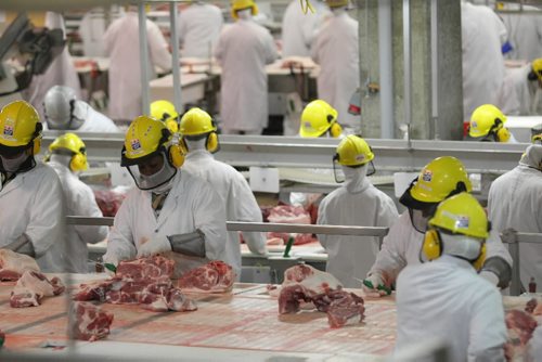 Brandon Sun Maple Leaf hog processing plant cutting floor. FOR SPECIAL FEATURE (Bruce Bumstead/Brandon Sun)