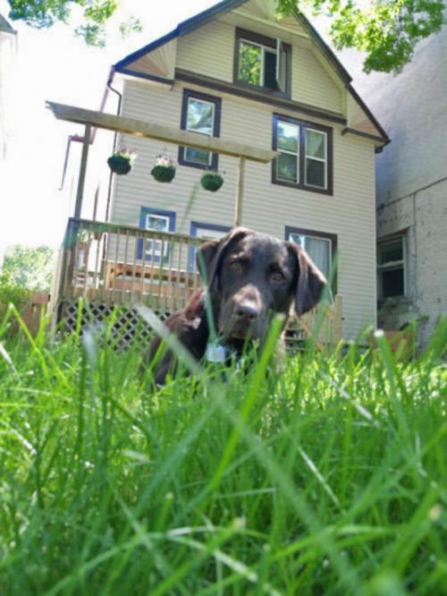 nearly lost the dog in my illegally long lawn this morning. thinking of mowing a maze into it and charging local children a small fee to find their way through.  Wendy Sawatzky/Winnipeg Free Press