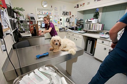 SHANNON VANRAES / WINNIPEG FREE PRESS
A canine patient calmly waits for a blood test at the Winnipeg Animal Emergency Hospital on December 14, 2019.
