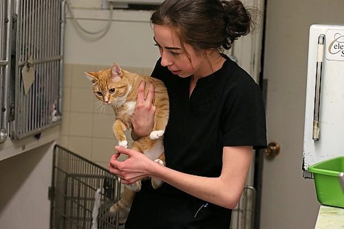 SHANNON VANRAES / WINNIPEG FREE PRESS
Veterinary assistant Anika Toews moves an orange and white tabby into a kennel at the Winnipeg Animal Emergency Hospital on December 14, 2019. The adult cat was surrendered to the hospital earlier in the day.