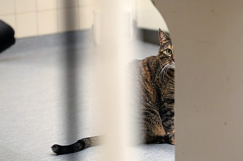 SHANNON VANRAES / WINNIPEG FREE PRESS
Timbit, also know as Lil'Bit, peers out from behind an examine table at Winnipeg Animal Emergency Hospital on December 14, 2019. Lil'Bit is a permanent resident at the clinic, where she works with other feline support staff to provide comfort to humans and animals alike.