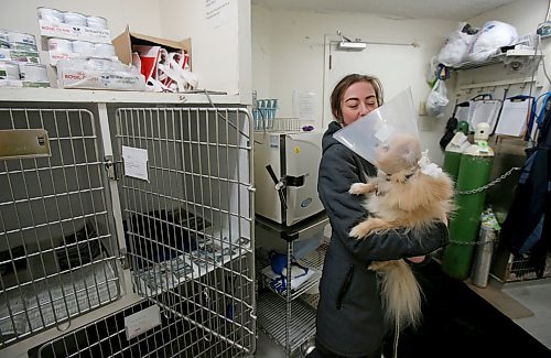 SHANNON VANRAES / WINNIPEG FREE PRESS
Veterinary assistant Anika Toews prepares to take a canine patient named Ecko outside for a bathroom break at the Winnipeg Animal Emergency Hospital on December 14, 2019.