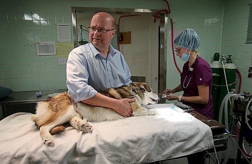 SHANNON VANRAES / WINNIPEG FREE PRESS
Dr. David Scammell and Julia Augustus, a registered veterinary technologist, work together to prepare a dog for surgery at the Winnipeg Animal Emergency Hospital on December 14, 2019.