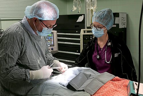 SHANNON VANRAES / WINNIPEG FREE PRESS
Dr. David Scammell is assisted by Julia Augustus, a registered veterinary technologist, as he removes a severely infected eye from an eight-month-old kitten on December 14th, 2019. The cat was brought to the Winnipeg Animal Emergency Hospital by a volunteer with a cat rescue organization.