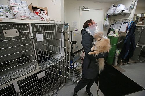 SHANNON VANRAES / WINNIPEG FREE PRESS
Veterinary assistant Anika Toews prepares to take a canine patient named Ecko outside for a bathroom break at the Winnipeg Animal Emergency Hospital on December 14, 2019.