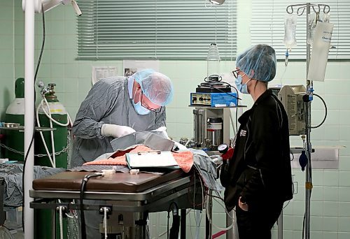 SHANNON VANRAES / WINNIPEG FREE PRESS
Dr. David Scammell is assisted by Julia Augustus, a registered veterinary technologist, as he removes a severely infected eye from an eight-month-old kitten on December 14th, 2019. The cat was brought to the Winnipeg Animal Emergency Hospital by a volunteer with a cat rescue organization.
