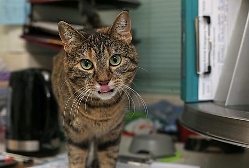 SHANNON VANRAES / WINNIPEG FREE PRESS
Timbit, also know as Lil'Bit, at the Winnipeg Animal Emergency Hospital on December 14, 2019. Lil'Bit is a permanent resident at the animal hospital, where she works with other feline support staff to provide comfort to humans and animals alike.