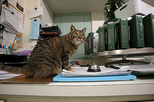 SHANNON VANRAES / WINNIPEG FREE PRESS
Timbit, also know as Lil'Bit, rings a bell at Winnipeg Animal Emergency Hospital on December 14, 2019 to tell staff she'd like a treat. Lil'Bit is a permanent resident at the clinic, where she works with other feline support staff to provide comfort to humans and animals alike.