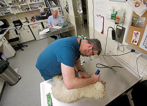 SHANNON VANRAES / WINNIPEG FREE PRESS
Steve Brown, a registered veterinary technician, prepares a canine patient for a blood test by shaving off a small patch of fur at the Winnipeg Animal Emergency Hospital on December 14, 2019.