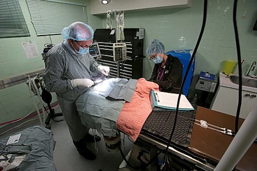 SHANNON VANRAES / WINNIPEG FREE PRESS
Dr. David Scammell is assisted by Julia Augustus, a registered veterinary technologist, as he removes a severely infected eye from an eight-month-old kitten on December 14, 2019. The cat was brought to the Winnipeg Animal Emergency Hospital by a volunteer with a cat rescue organization.