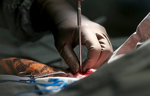 SHANNON VANRAES / WINNIPEG FREE PRESS
Dr. David Scammell uses a sterile screwdriver to remove a broken steel plate from the hind leg of a dog named Peaches at the Winnipeg Animal Emergency Hospital on December 14, 2019.