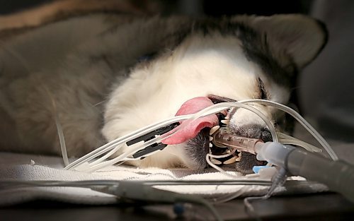 SHANNON VANRAES / WINNIPEG FREE PRESS
A dog named Peaches is sedated for surgery at the Winnipeg Animal Emergency Hospital on December 14, 2019.