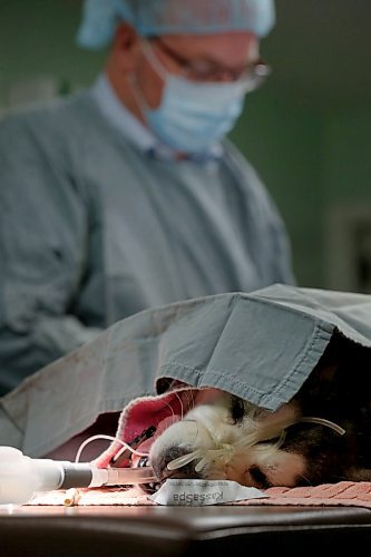 SHANNON VANRAES / WINNIPEG FREE PRESS
Dr. David Scammell operates on a dog named Peaches at the Winnipeg Animal Emergency Hospital on December 14, 2019.