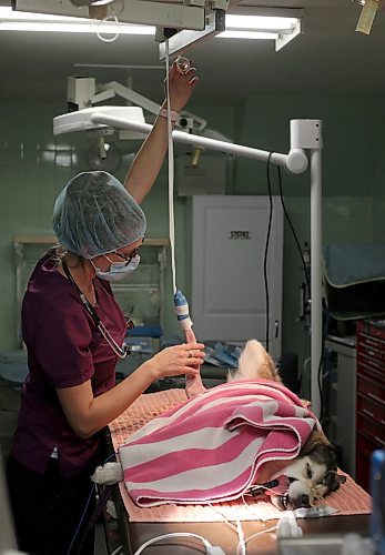 SHANNON VANRAES / WINNIPEG FREE PRESS
Julia Augustus, a registered veterinary technologist, prepares a dog for surgery at the Winnipeg Animal Emergency Hospital on December 14, 2019. The dog's hind leg is taped to fatigue the muscle and allow for sterilization.