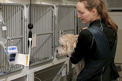 SHANNON VANRAES / WINNIPEG FREE PRESS
Paige Hinton, a veterinary office assistant at the Winnipeg Animal Emergency Hospital, returns a canine patient to its kennel on December 14, 2019.
