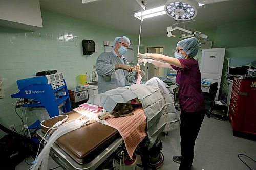 SHANNON VANRAES / WINNIPEG FREE PRESS
Dr. David Scammell and Julia Augustus, a registered veterinary technologist, work together to prepare a dog for surgery at the Winnipeg Animal Emergency Hospital on December 14, 2019. The dog's hind leg is taped to fatigue the muscle and allow for sterilization.