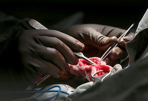 SHANNON VANRAES / WINNIPEG FREE PRESS
Dr. David Scammell works to remove a broken steel plate from the hind leg of a dog named Peaches at the Winnipeg Animal Emergency Hospital on December 14, 2019.