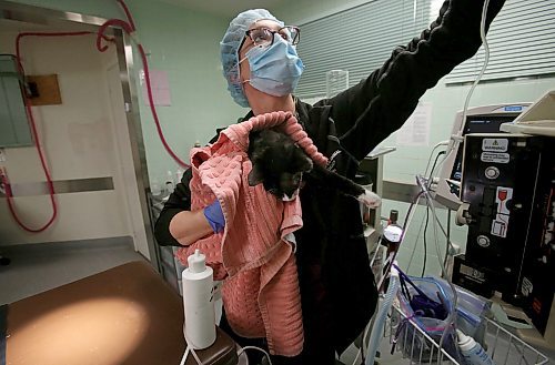 SHANNON VANRAES / WINNIPEG FREE PRESS
Julia Augustus, a registered veterinary technologist, moves an unnamed cat to recovery at the Winnipeg Animal Emergency Hospital on December 14, 2019. The young cat was neutered and had an infected eye removed after being brought to the clinic by a rescue organization.