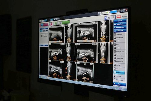 SHANNON VANRAES / WINNIPEG FREE PRESS
The results of an x-ray are posted to a computer monitor at Winnipeg Animal Emergency Hospital on December 14, 2019.