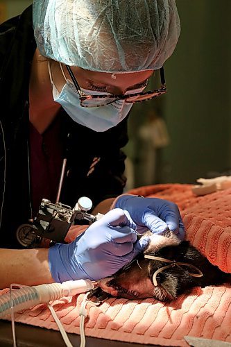 SHANNON VANRAES / WINNIPEG FREE PRESS
Julia Augustus, a registered veterinary technologist, tattoos an identification number on a young male cat on December 14, 2019. The cat was brought to the Winnipeg Animal Emergency Hospital by a cat rescue organization and will be placed up for adoption after recovering from surgery.