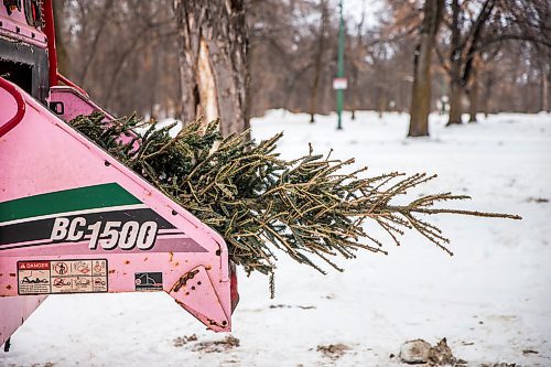 MIKAELA MACKENZIE / WINNIPEG FREE PRESS

Trees are fed into the chipper at the Christmas tree drop-off depot in Kildonan Park in Winnipeg on Thursday, Jan. 2, 2020. For Ariel Gordon story.
Winnipeg Free Press 2019.