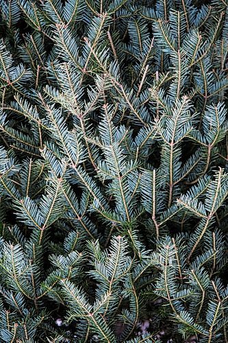 MIKAELA MACKENZIE / WINNIPEG FREE PRESS

A large variety of evergreen trees at the Christmas tree drop-off depot in Kildonan Park in Winnipeg on Thursday, Jan. 2, 2020. For Ariel Gordon story.
Winnipeg Free Press 2019.