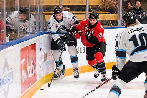 Daniel Crump / Winnipeg Free Press. Winnipeg Ice Michal Teply (71) is checked by Prince George Cougars Ryan Schoettler (16) during first period action at the Max Bell Centre. January 14, 2020.