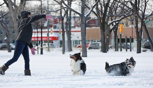 MIKE DEAL / WINNIPEG FREE PRESS
Amber Poloway throws a ball for Oakley and Gemma to chase down in one of their favourite spots, Saint Johns Park, Thursday afternoon. 
200116 - Thursday, January 16, 2020