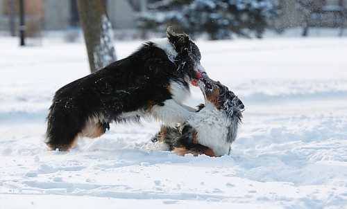 MIKE DEAL / WINNIPEG FREE PRESS
Oakley and Gemma chase down a ball in one of their favourite spots, Saint Johns Park, Thursday afternoon. 
200116 - Thursday, January 16, 2020