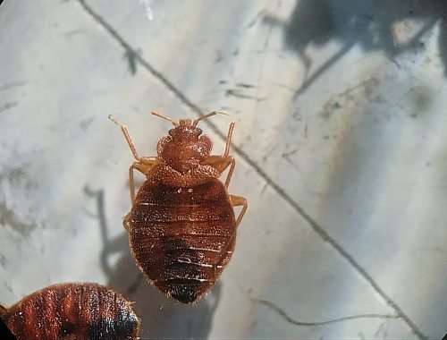 MIKE DEAL / WINNIPEG FREE PRESS
An adult bed bug as seen through a microscope at Poulin's Pest Control. 
200121 - Tuesday, January 21, 2020