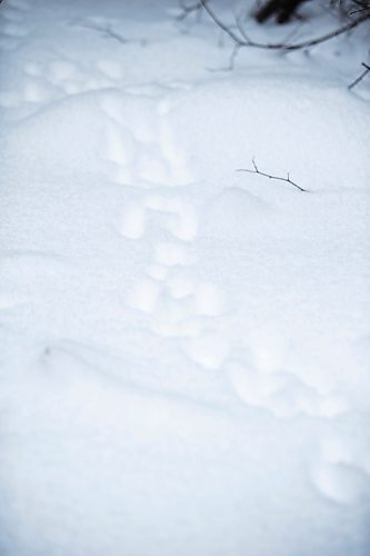 MIKAELA MACKENZIE / WINNIPEG FREE PRESS

Animal tracks seen while on the Imrie's trapline near Falcon Lake, Manitoba on Tuesday, Jan. 28, 2020. 
Winnipeg Free Press 2019.