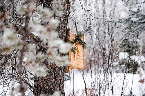 MIKAELA MACKENZIE / WINNIPEG FREE PRESS

A marten trap on the Imrie's trapline near Falcon Lake, Manitoba on Tuesday, Jan. 28, 2020. 
Winnipeg Free Press 2019.