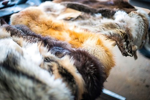 MIKAELA MACKENZIE / WINNIPEG FREE PRESS

Various furs in the Imrie's shop from their trapline near Falcon Lake, Manitoba on Tuesday, Jan. 28, 2020. 
Winnipeg Free Press 2019.