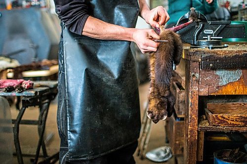 MIKAELA MACKENZIE / WINNIPEG FREE PRESS

Devin Imrie skins a marten in his shop near Falcon Lake, Manitoba on Tuesday, Jan. 28, 2020. Starting with the hind legs and tail, the skin is separated from the body and peeled off inside out.
Winnipeg Free Press 2019.