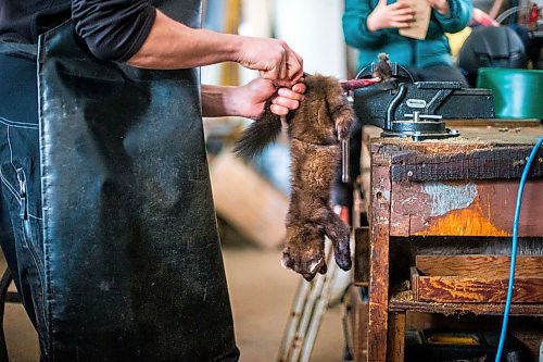 MIKAELA MACKENZIE / WINNIPEG FREE PRESS

Devin Imrie skins a marten in his shop near Falcon Lake, Manitoba on Tuesday, Jan. 28, 2020. Starting with the hind legs and tail, the skin is separated from the body and peeled off inside out.
Winnipeg Free Press 2019.