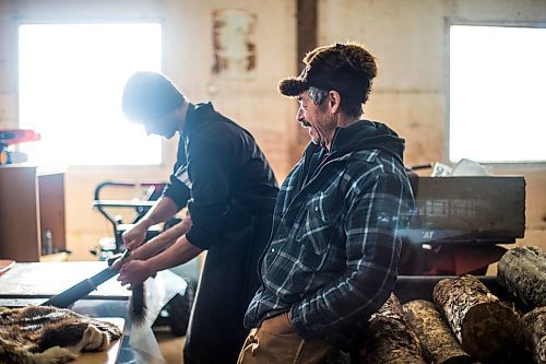 MIKAELA MACKENZIE / WINNIPEG FREE PRESS

Murray Imrie watches his son, Devin Imrie, flesh a marten in Devin's shop near Falcon Lake, Manitoba on Tuesday, Jan. 28, 2020. This step in the process removes all the excess flesh and fat left on the skin.
Winnipeg Free Press 2019.