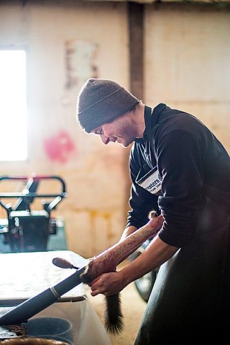 MIKAELA MACKENZIE / WINNIPEG FREE PRESS

Devin Imrie fleshes a marten in his shop near Falcon Lake, Manitoba on Tuesday, Jan. 28, 2020. This step in the process removes all the excess flesh and fat left on the skin.
Winnipeg Free Press 2019.