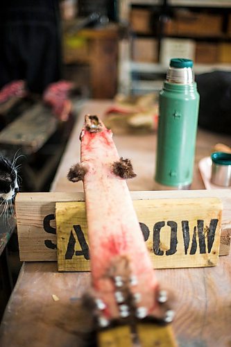 MIKAELA MACKENZIE / WINNIPEG FREE PRESS

Devin Imrie skins a marten in his shop near Falcon Lake, Manitoba on Tuesday, Jan. 28, 2020. The skin is stretched out on the board inside out for the first few hours, and then flipped back right side out to finish drying.
Winnipeg Free Press 2019.