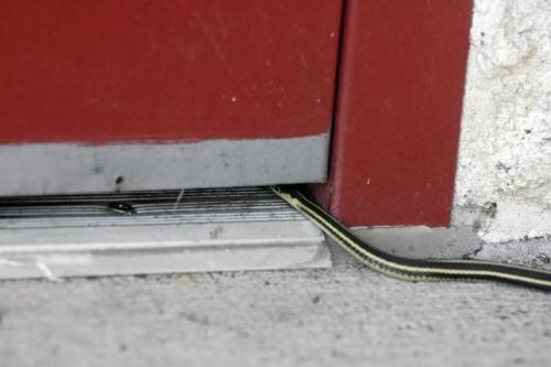 MIKE.APORIUS@FREEPRESS.MB.CA - Inwood Manor - senior home under attack by snakes - a snake hides under a door and waits to get in September 16/2009 WINNIPEG FREE PRESS