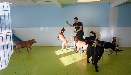 MIKE DEAL / WINNIPEG FREE PRESS
Central Bark at 1335 Portage Avenue is moving into the recently-closed Pet Traders next door which will give them about twice as much space.
Terry Galatas one of the co-owners of Central Bark plays with some of the dogs.
200218 - Tuesday, February 18, 2020.