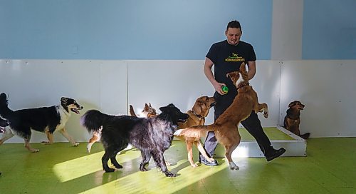 MIKE DEAL / WINNIPEG FREE PRESS
Central Bark at 1335 Portage Avenue is moving into the recently-closed Pet Traders next door which will give them about twice as much space.
Terry Galatas one of the co-owners of Central Bark plays with some of the dogs.
200218 - Tuesday, February 18, 2020.