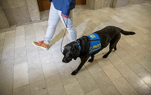 MIKE DEAL / WINNIPEG FREE PRESS
Milan, a victim services intervention dog with Manitoba Justice, and her handler victim services worker, Vivian Bott, in the Law Courts building.  
200220 - Thursday, February 20, 2020.