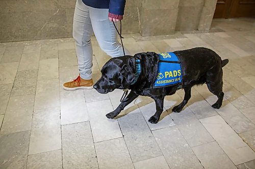 MIKE DEAL / WINNIPEG FREE PRESS
Milan, a victim services intervention dog with Manitoba Justice, and her handler victim services worker, Vivian Bott, in the Law Courts building.  
200220 - Thursday, February 20, 2020.