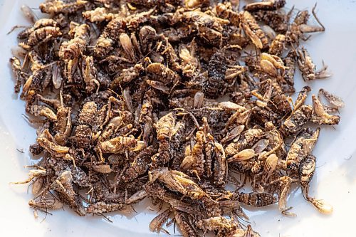 Mike Sudoma / Winnipeg Free Press
Crickets are quickly becoming a popular choice of protein for health food enthusiasts. Pictured here is a sampling of Prairie Cricket Farms Salt and Vinegar flavoured Cricket Snacks
February 26, 2020