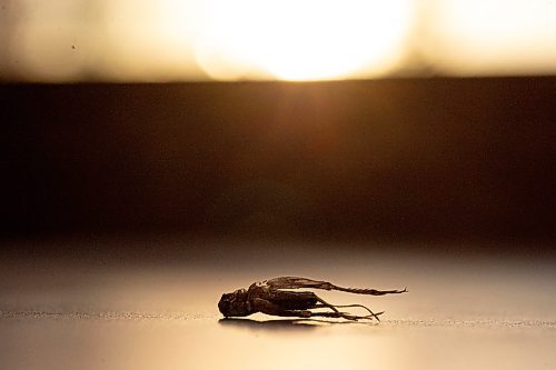 Mike Sudoma / Winnipeg Free Press
Despite their appearance, crickets are quickly becoming a popular snacking/baking alternative for health food enthusiasts as each cricket is bursting with protein and other health benefits.
February 26, 2020