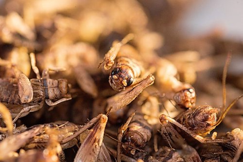Mike Sudoma / Winnipeg Free Press
Crickets are quickly becoming a popular choice of protein for health food enthusiasts. Pictured here is a sampling of Prairie Cricket Farms Smokey Bbq Cricket Snacks
February 26, 2020