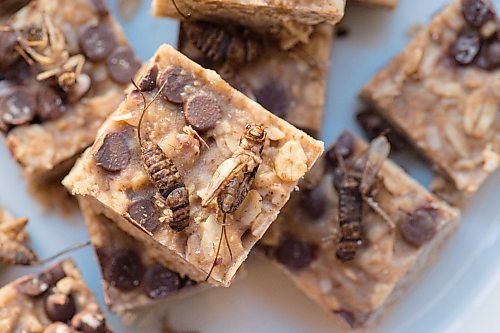 Mike Sudoma / Winnipeg Free Press
Snacking crickets onto of a batch of granola bars made by Prairie Crocket Farms co-owner, Lesley Setppler, made using cricket powder instead of flower
February 26, 2020