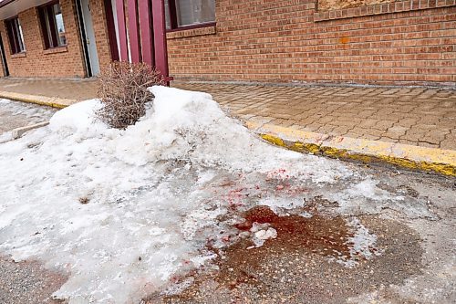 Daniel Crump / Winnipeg Free Press.¤Blood stains the parking lot of the Capri Motel on Pembina hwy where four dogs viciously attacked several people. February 29, 2020.